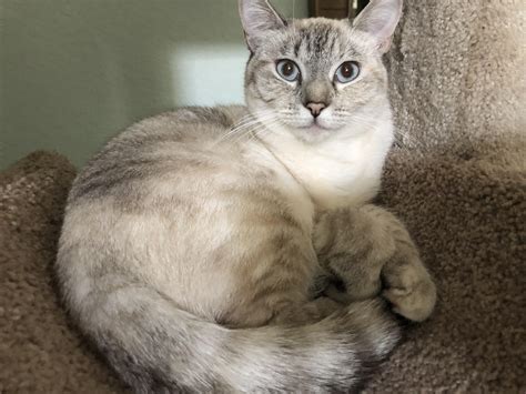 Now, having set the pretext, we will come to address the question can a tabby cat or black cat have a Siamese kitten and the answer is yes. . Siamese cat mix with tabby